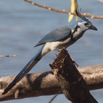 White-throated magpie-jay #5