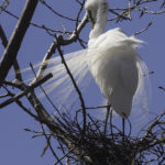 Great Egret Preening Itself on its Nest #5