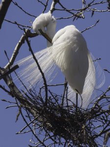 Great Egret Preening Itself on its Nest #4