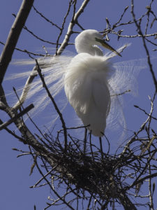 Great Egret Preening Itself on its Nest #3