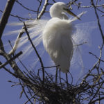 Great Egret Preening Itself on its Nest #2