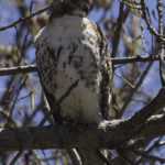 Juvenal Red-tailed Hawk