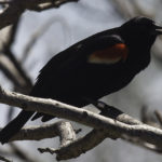 Male Red-winged Blackbird (banded)