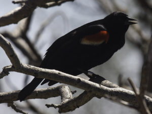 Male Red-winged Blackbird (banded)