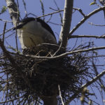 Nesting Night Heron #1