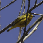 Yellow Warbler (banded) #1