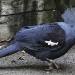 Blue-crowned Pigeon