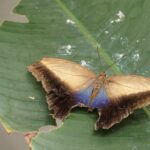 Beaten-up Owl Butterfly