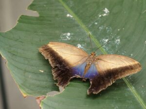 Beaten-up Owl Butterfly