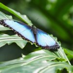 Blue Morpho on Leaf