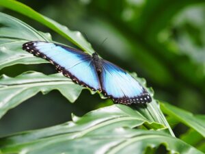 Blue Morpho on Leaf