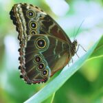 Blue Morpho with Wings Closed