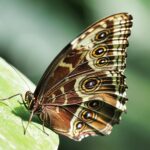 Blue Morpho with Wings Closed on a Leaf