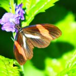 Brown Butterfly with Orange and White Stripes