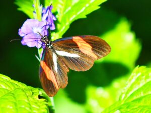 Brown Butterfly with Orange and White Stripes