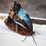 Just-Hatched Blue Morpho