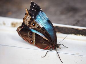 Just-Hatched Blue Morpho