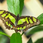 Malachite Butterfly