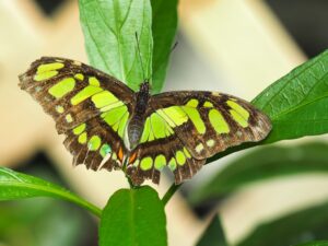 Malachite Butterfly