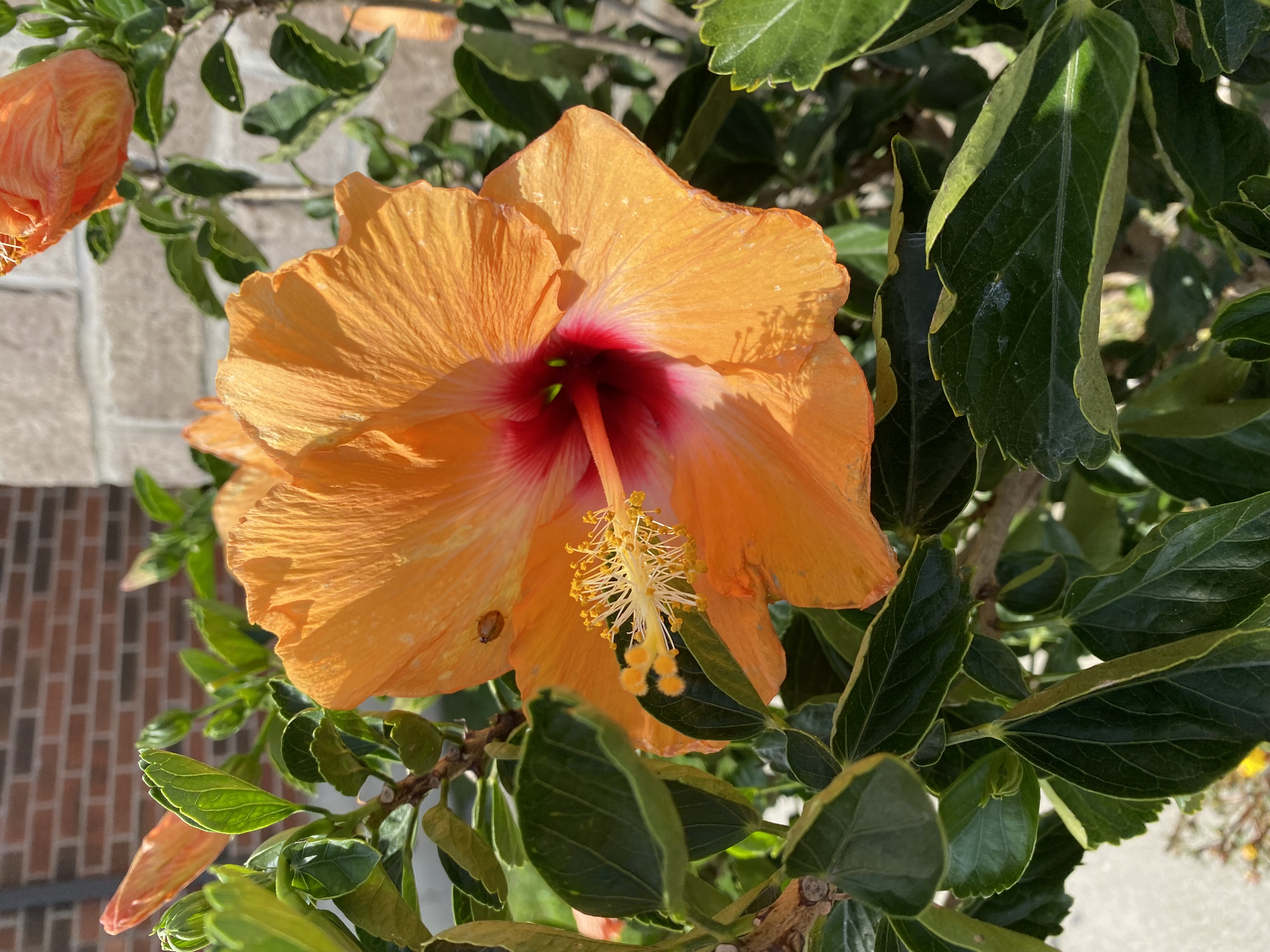 October 11, 2021 – Orange Hibiscus Flower with Ladybug