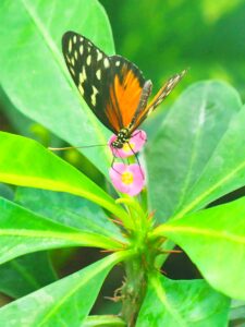 Plain Tiger on Pink Flower #1