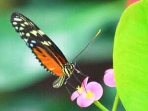 Plain Tiger on Pink Flower #2