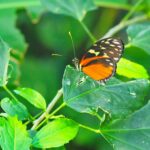 Plain Tiger Butterfly on a Leaf