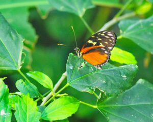 Plain Tiger Butterfly on a Leaf