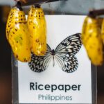 Ricepaper Butterfly Cocoons