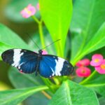 White-barred Longwing Butterfly