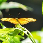 Yellow Butterfly in the Sun