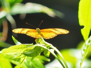 Yellow Butterfly in the Sun