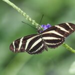 Zebra Longwing