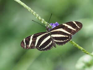 Zebra Longwing