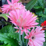 Pink Strawflowers (I Think)