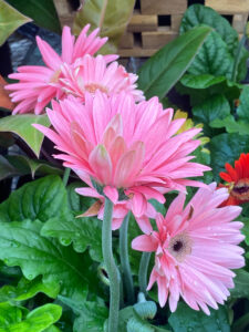 Pink Strawflowers (I Think)