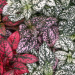 Colourful Variegated Leaves