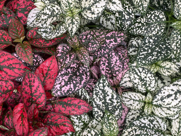 Colourful Variegated Leaves