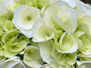 Close-up of Another White Flower