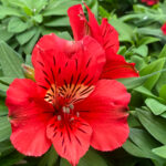 A Red Flower