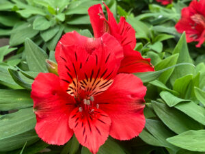 A Red Flower