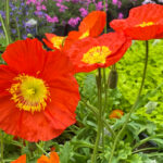 Icelandic Poppies