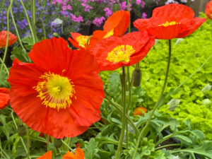 Icelandic Poppies