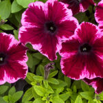 Purple Pansies