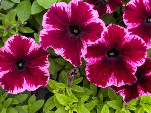 Purple Pansies