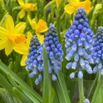 Bluebells with Daffodils