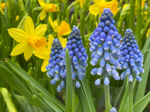 Bluebells with Daffodils