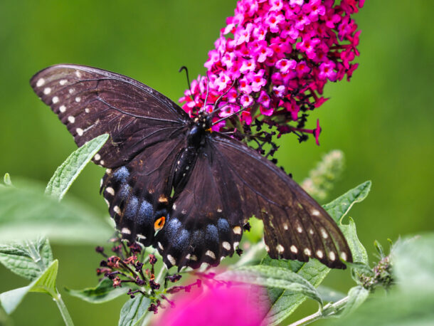 Female Black Swallowtail on Butterfly Bush 1
