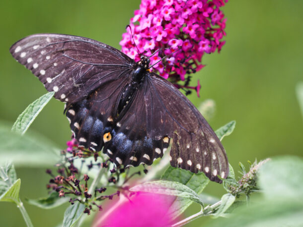 Female Black Swallowtail on Butterfly Bush 2