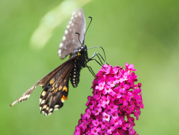 Female Black Swallowtail on Butterfly Bush 3